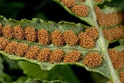 polypodium californicum thumbnail graphic